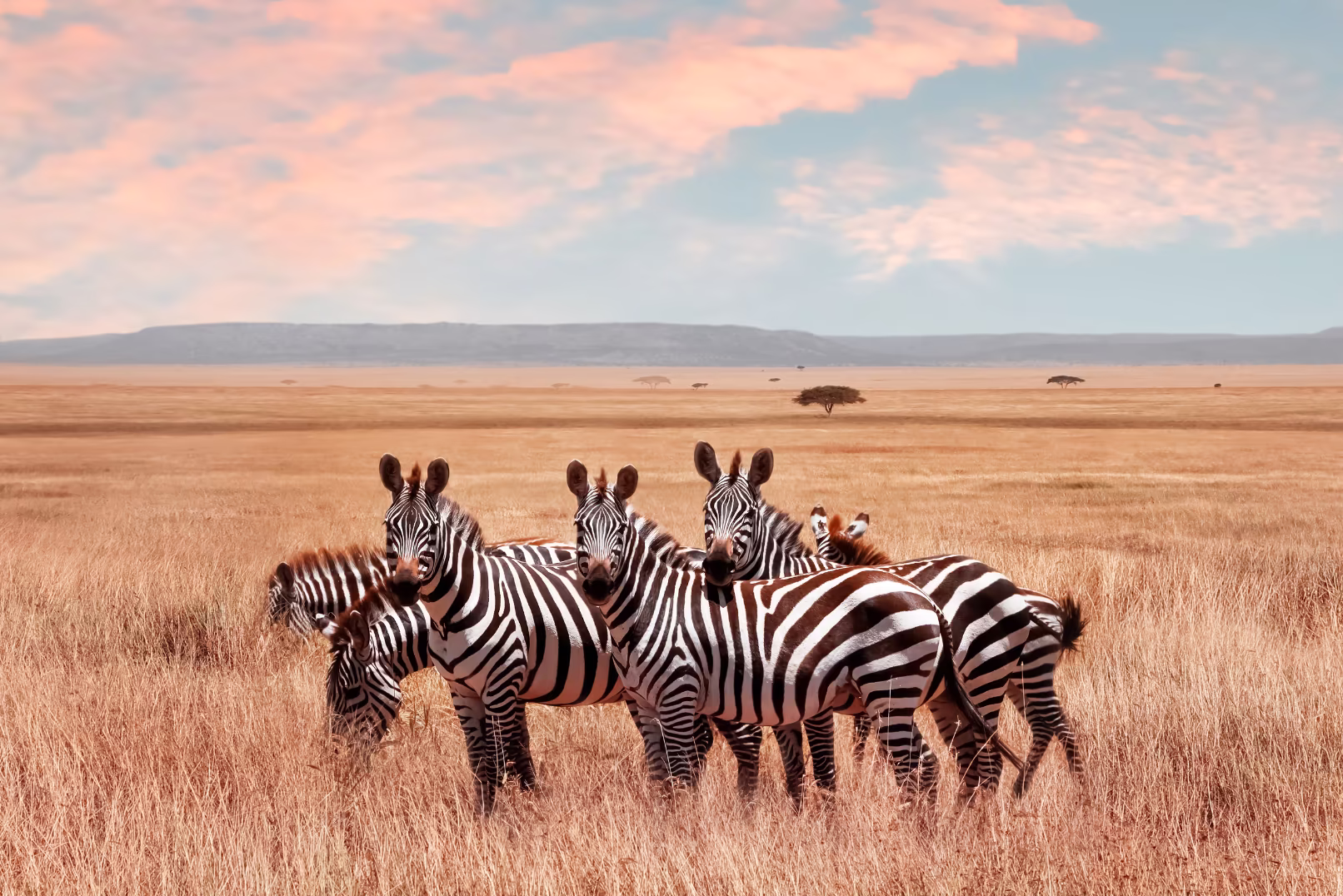 Zebras roaming the South African plains - wildlife safari experience with Gone Wild Africa