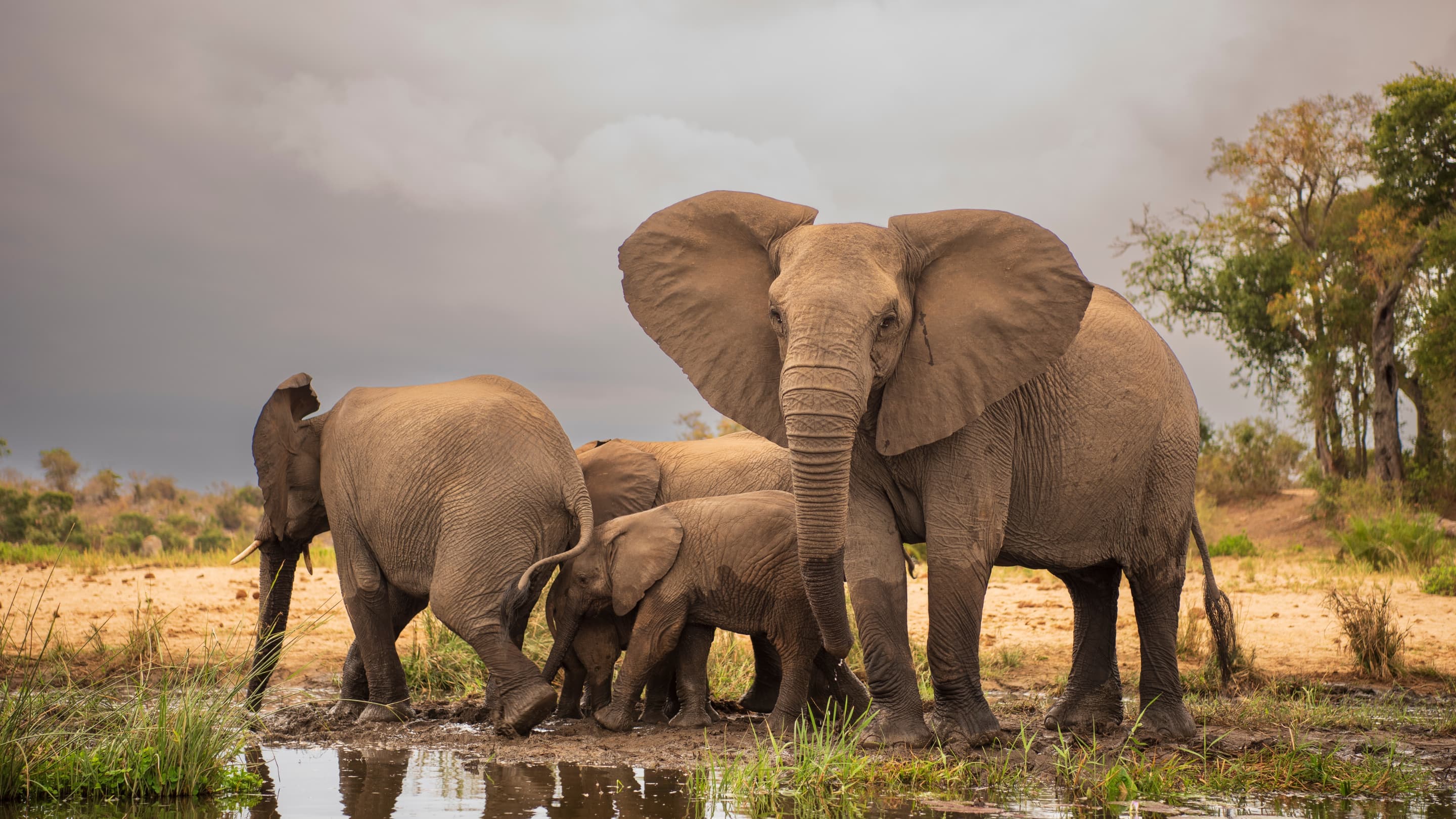 Safari & Game Reserve experience in South Africa - stunning landscape showcasing safari & game reserve adventures and destinations