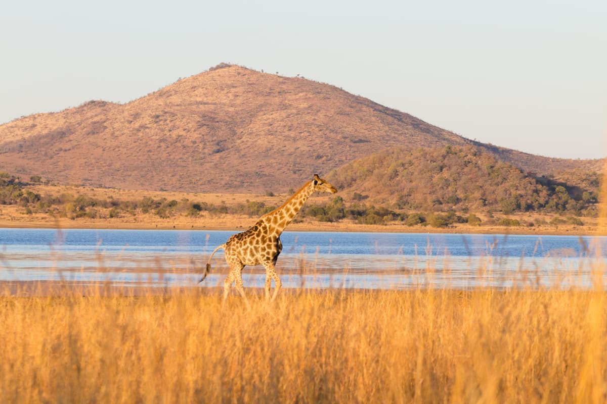 Safari & Game Reserve experience in South Africa - scenic view showcasing safari & game reserve activities