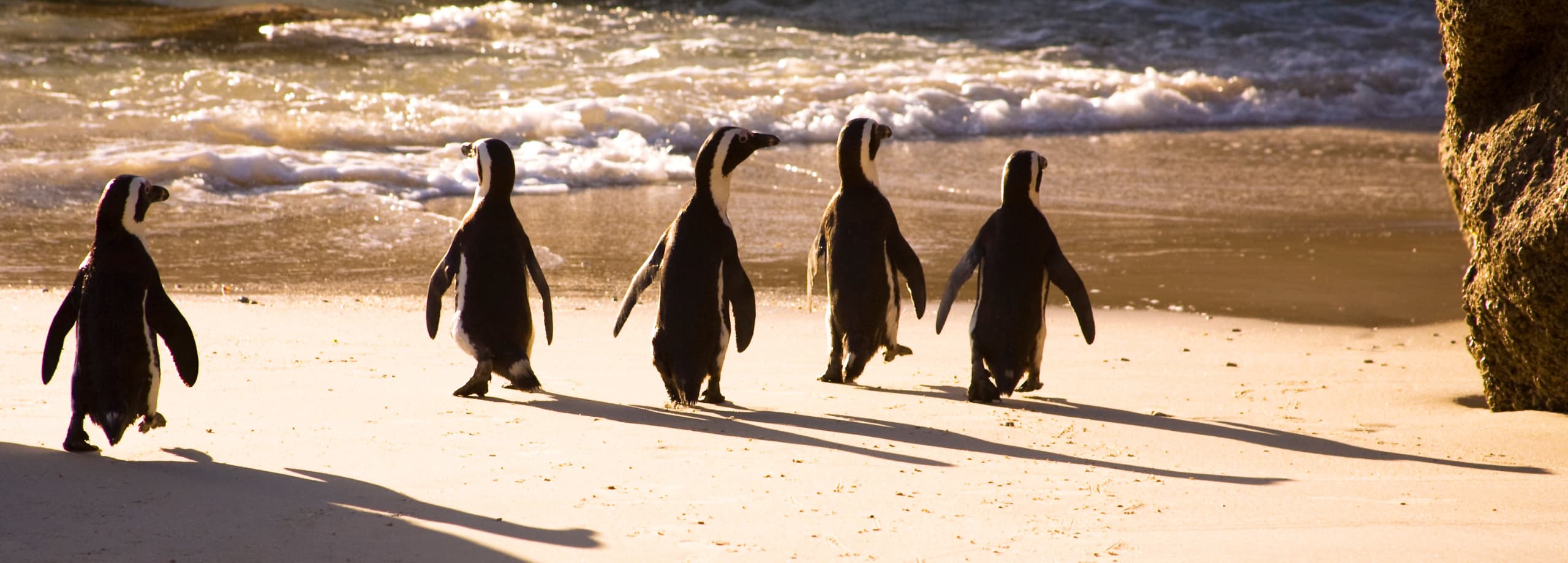 African penguins at Boulders Beach