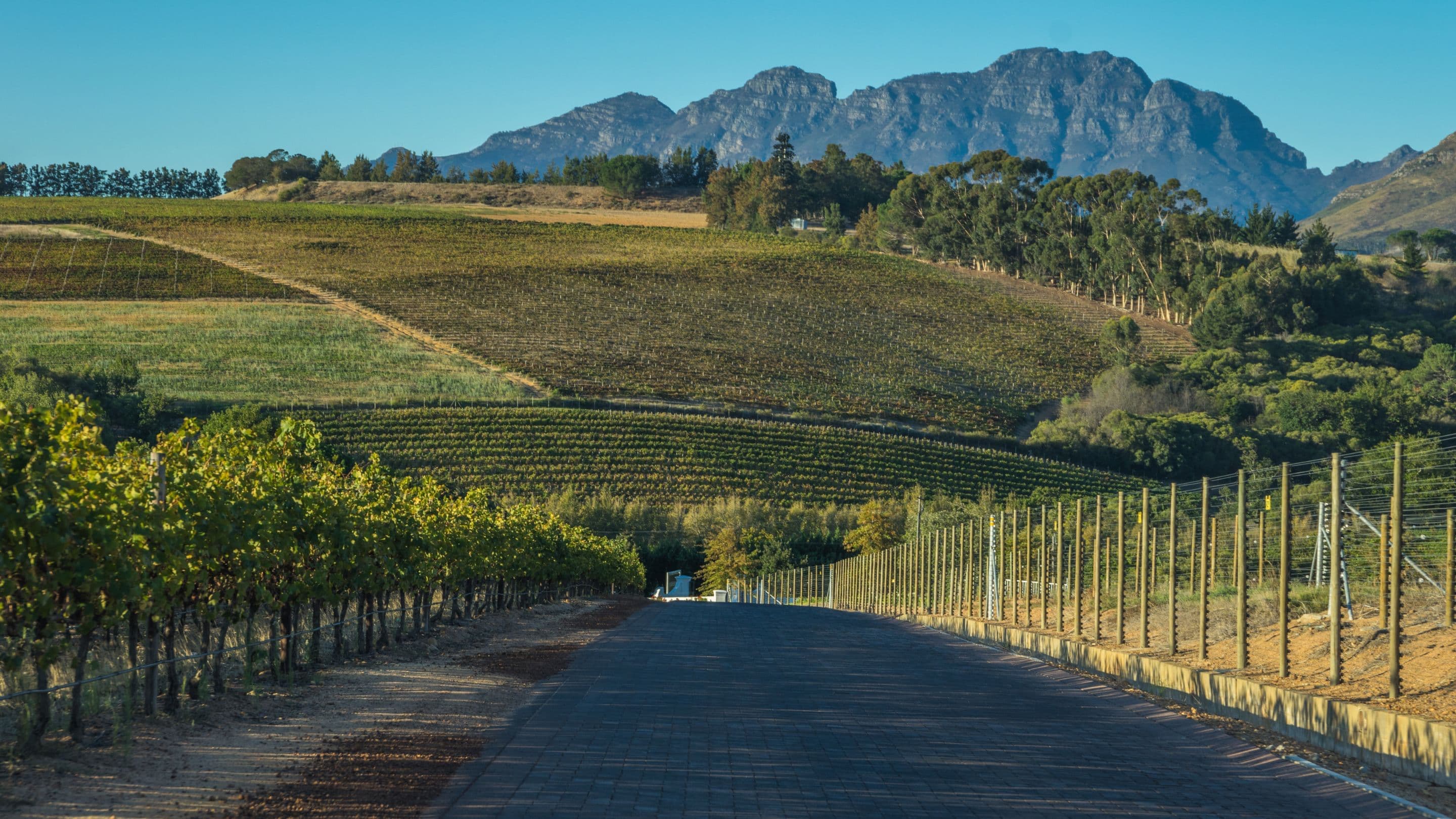 Cape Winelands